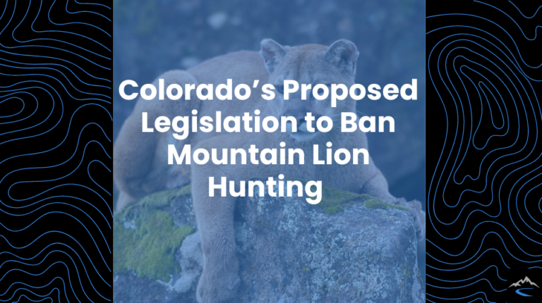 Colorado's Proposed Legislation to Ban Mountain Lion Hunting