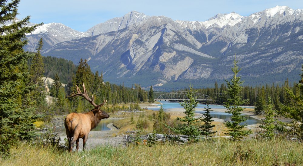 Bull elk in a park