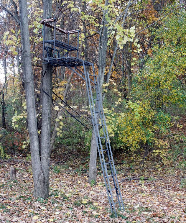 Guy in ladder tree stand