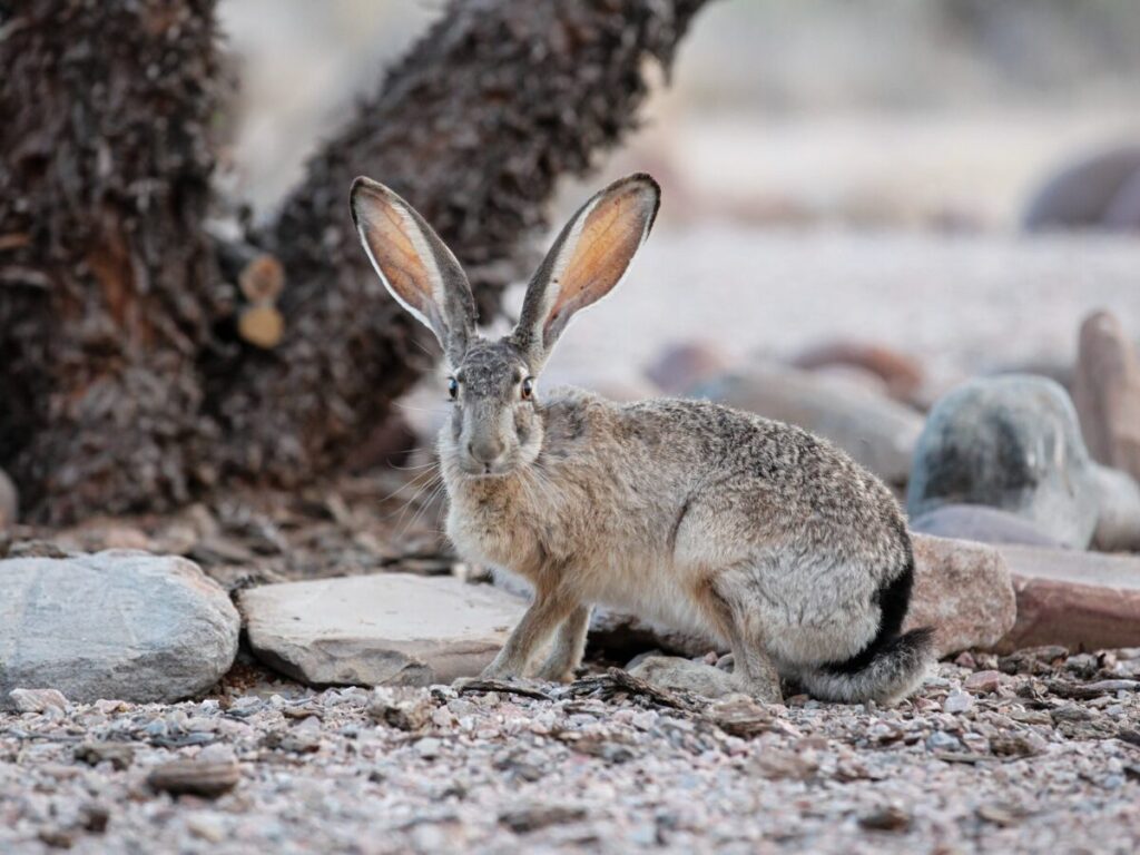 black-tailed jackrabbit