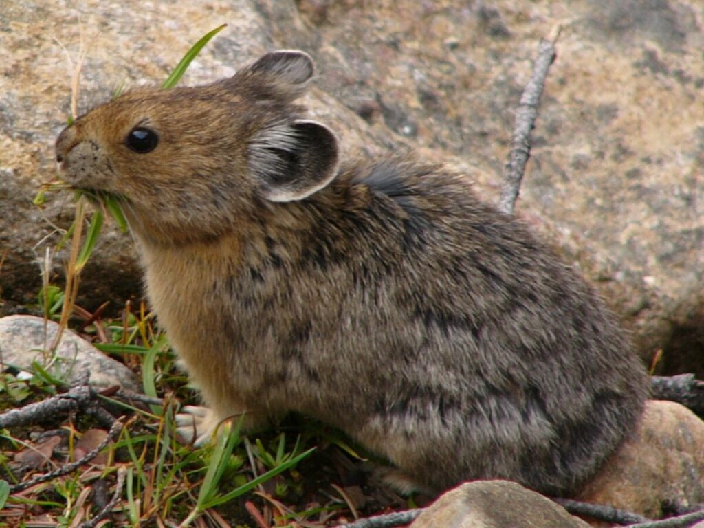 American Pika