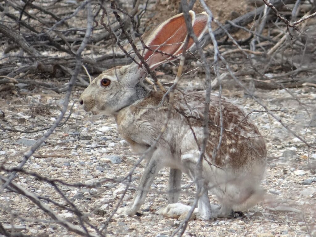 Antelope jackrabbit