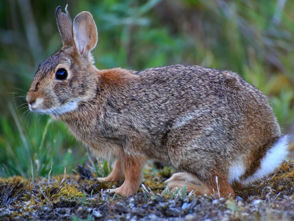 eastern cottontail rabbit