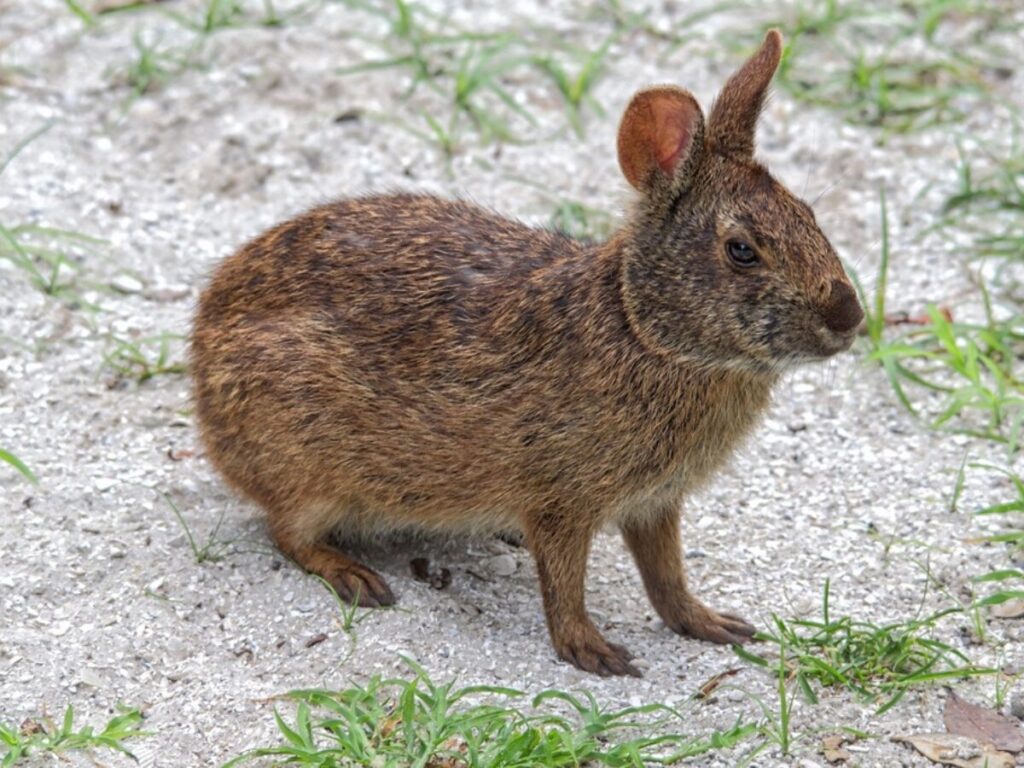 marsh rabbit