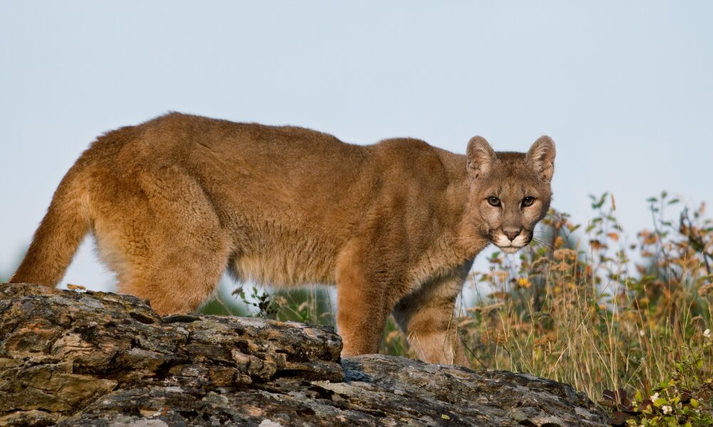 Mountain lion looking at the camera.