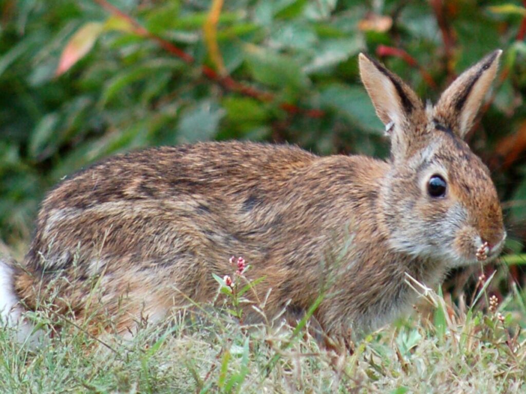 new england cottontail rabbit