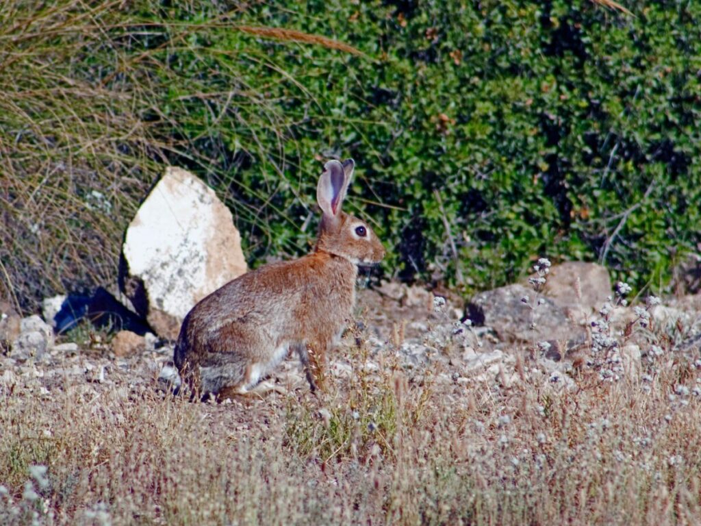 rabbit blending in with surroundings