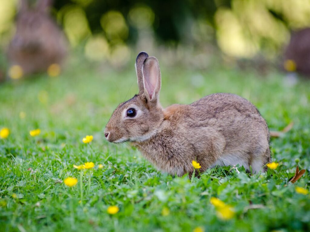 rabbit in flower field