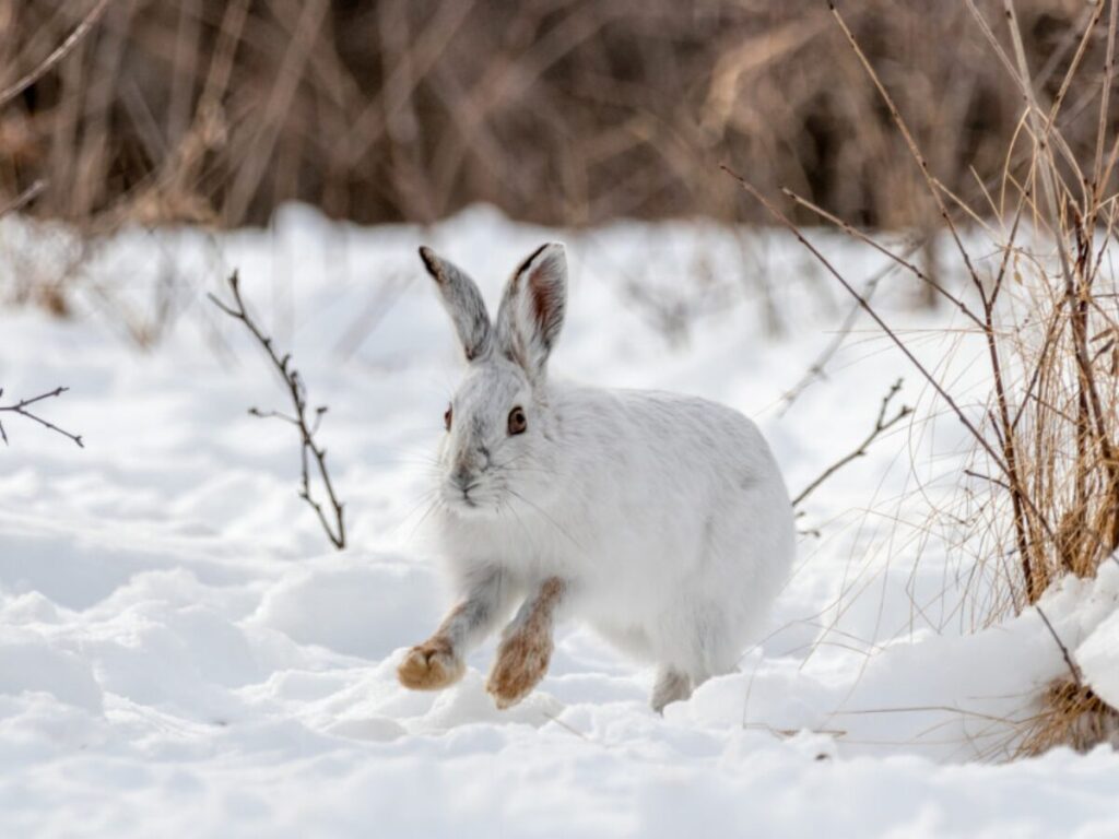 Snowshoe hare