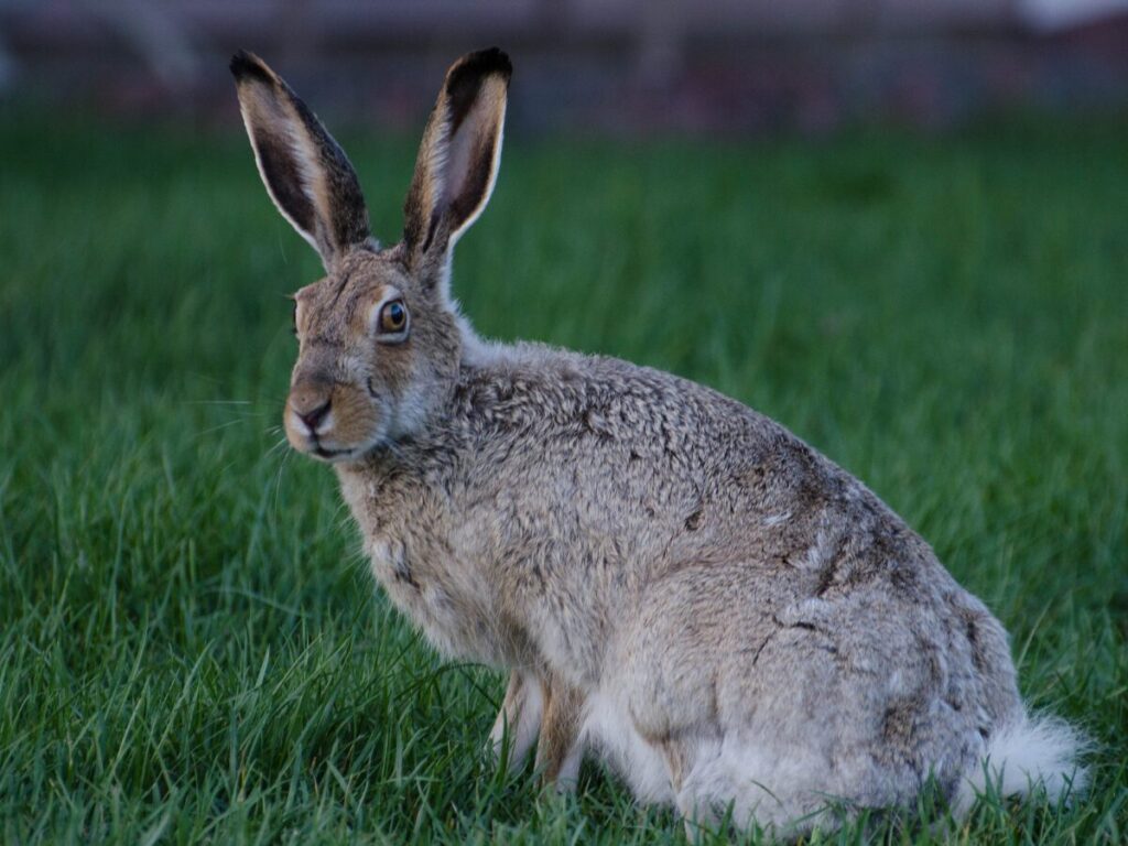 White-tailed jackrabbit